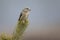 Female Red Crossbill Loxia curvirostra perched on a branch and enjoying the view- On a cold winter day with a beautiful backgrou