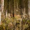 Female red deer hiding in the forest during spring. Springtime scenery of a wild deer in forest clearing