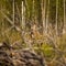 Female red deer hiding in the forest during spring. Springtime scenery of a wild deer in forest clearing