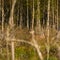 Female red deer hiding in the forest during spring. Springtime scenery of a wild deer in forest clearing