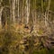 Female red deer hiding in the forest during spring. Springtime scenery of a wild deer in forest clearing