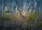 Female red deer hiding in the forest during spring. Springtime scenery of a wild deer in forest clearing