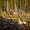 Female red deer hiding in the forest during spring. Springtime scenery of a wild deer in forest clearing