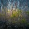 Female red deer hiding in the forest during spring. Springtime scenery of a wild deer in forest clearing