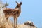 Female red deer in Spanish Monfrague National Park