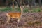 Female Red Deer standing in the Heather.