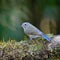 Female Red-flanked Bluetail