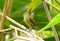 Female Red-flanked Bluetail (Tarsiger cyanurus)