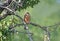 Female red footed falcone sits on a branch