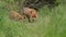 A female Red Fox and her cub, Vulpes vulpes, are feeding at the entrance to their den.
