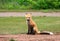 Female Red Fox Vixen Posing in a Grass Meadow, Prince Edward Island , Canada