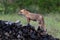 Female red fox vulpes vulpes standing on wood pile in rain