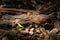 Female Red Junglefowl standing on a rock