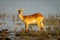 Female red lechwe stands staring in river