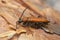 Female Red longhorn beetle, Leptura rubra on pine bark
