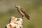 Female red rock grouse on the mountain