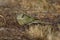 Female red rumped parrot feeding on seeds