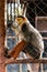 A female red-shanked douc langur is sitting in the cage