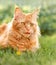 Female red solid maine coon cat lying on green grass and licking. Beautiful brushes on ears. Closeup