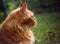 Female red solid maine coon cat lying on green grass and looking up. Beautiful brushes on ears. Closeup profile view