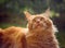 Female red solid maine coon cat lying on green grass and looking up. Beautiful brushes on ears. Closeup profile view