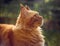 Female red solid maine coon cat lying on green grass and looking up. Beautiful brushes on ears. Closeup profile view