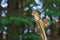 Female Red Squirrel Perched on Branch