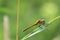 Female Red-veined darter