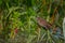 Female Red-winged Balckbird