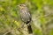 Female Red-winged Blackbird