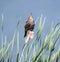 Female Red-winged Blackbird  Agelaius phoeniceus on the cattails by the water