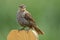 Female red winged blackbird bird