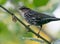 Female Red Winged Blackbird on branch