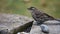 Female red-winged blackbird foraging for food