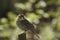 Female Red Winged Blackbird, green background,