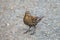 Female Red-winged Blackbird looking for foods