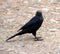 Female Red-winged starling (Onychognathus morio) has streaky grey head plumage : (pix Sanjiv Shukla)