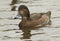 A female Redhead, Aythya americana, swimming on a pond at Slimbridge wetland wildlife reserve.