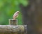 Female redstart on the fence