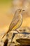 Female Redstart, Mediterranean Forest, Spain