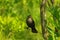 Female Redwing Blackbird