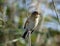 Female reed bunting holding onto reed