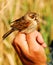 Female Reed Bunting in ornithologist hand