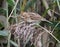 Female reed bunting perched on reed