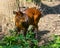 Female reevess Muntjac or Chinese barking deer