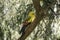 this is a female regent parrot
