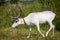 Female reindeer or caribou outdoors