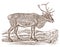 Female reindeer or caribou rangifer tarandus in side view, standing in a landscape