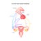 Female reproductive hormones