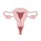 Female reproductive organs graphic icon